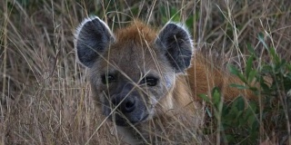 马赛马拉一只鬣狗的脸的特写
