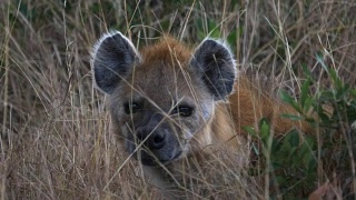 马赛马拉一只鬣狗的脸的特写视频素材模板下载