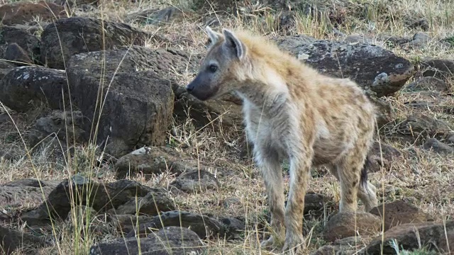 在肯尼亚马赛马拉国家公园散步的鬣狗的特写
