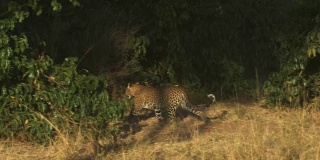 一只豹子走进肯尼亚马赛马拉的灌木丛中