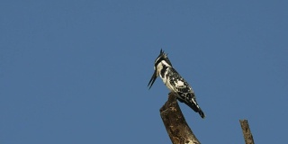 斑翠鸟栖息在肯尼亚巴林戈湖的一棵树上