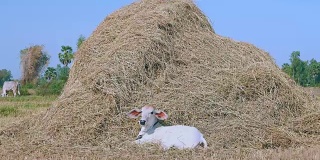 白牛犊在一堆干草旁休息，把头靠在干草上