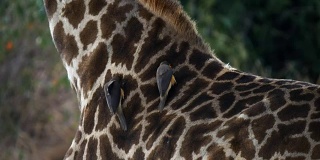 肯尼亚马赛马拉一只长颈鹿脖子上的牛椋鸟