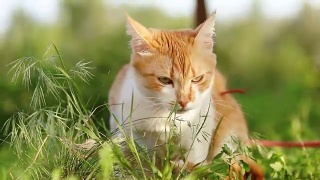 可爱有趣的红白猫在红色的领子放松在绿色的草地上在夏天的花园。日落，摄影，浅景深，50帧/秒。视频素材模板下载