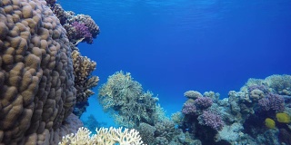 珊瑚礁。热带鱼海洋生物视频在水中。