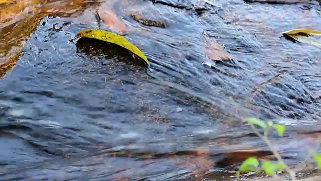 秋天在森林山涧。树叶漂浮在丛林溪流中。水从石头上流过。