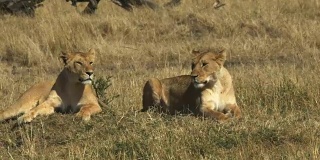 肯尼亚马赛马拉国家公园，两头狮子在休息