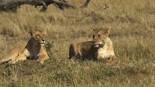 肯尼亚马赛马拉国家公园，两头狮子在休息视频素材模板下载