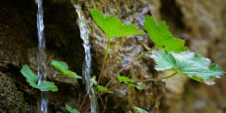 一滴水从一片树叶上落下