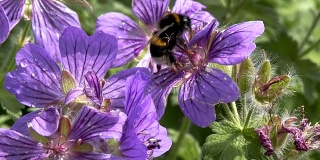 蜜蜂在花上采集花粉