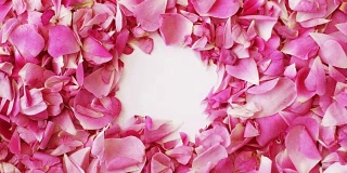 粉色的玫瑰花瓣做成心形的情人节，定格动画