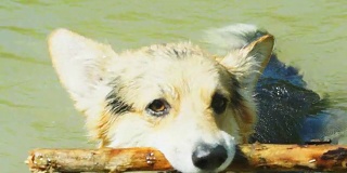 一只英国品种的威尔士柯基犬彭布罗克很高兴在他的湖里洗澡。