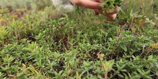 妇女的手在草地上采摘新鲜的绿色百里香