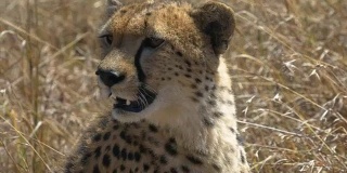猎豹在肯尼亚马赛马拉四处寻找的特写镜头