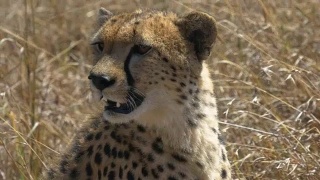 猎豹在肯尼亚马赛马拉四处寻找的特写镜头视频素材模板下载