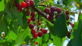 成熟的樱桃浆果挂在树枝上视频素材模板下载