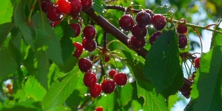 成熟的樱桃浆果挂在树枝上