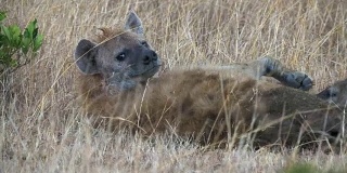 肯尼亚马赛马拉的母鬣狗正在喂养幼崽