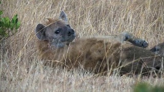 肯尼亚马赛马拉的母鬣狗正在喂养幼崽视频素材模板下载