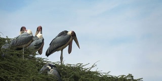在肯尼亚博戈里亚湖树上筑巢的鹳鸟