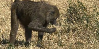 肯尼亚马赛马拉，一只觅食狒狒的跟踪镜头