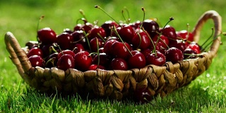 红色樱桃浆果的特写镜头，从篮子里拿起一只手站在绿色的草地上