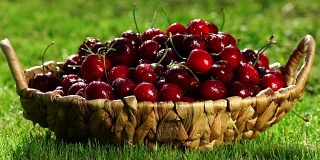 红色樱桃浆果的特写镜头，从篮子里拿起一只手站在绿色的草地上