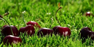 成熟的红浆果躺在青草上