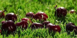 成熟的红浆果躺在青草上