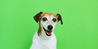 微笑的狗在白色t恤肖像。视频片段。绿色色键背景。可爱的白色杰克罗素梗狗。