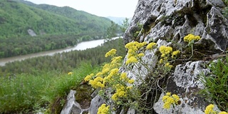 这花生长在山上的一块岩石上。