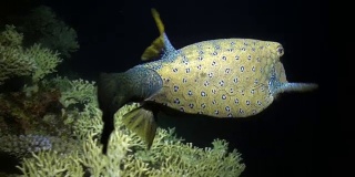 有黄色斑点的箱鲀在礁石上寻找食物。