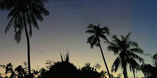 热带景观与棕榈树对日出。