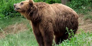 棕熊。堪察加半岛的棕熊在草地上。