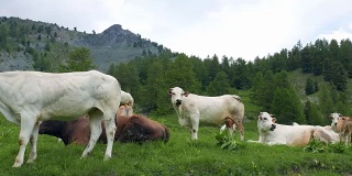 在意大利阿尔卑斯山的牧场上吃草的小牛