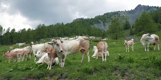 在意大利阿尔卑斯山的牧场上吃草的小牛