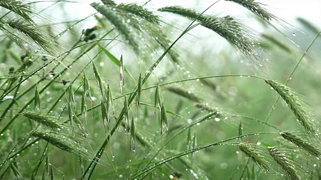 雨后早熟的小麦穗湿绿