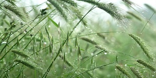 雨后早熟的小麦穗湿绿