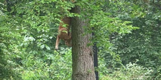一只可爱的小狮子正在爬树。狮子幼崽在爬树。