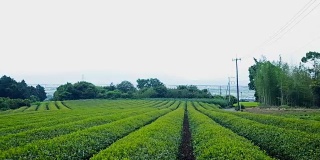 日本茶园