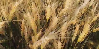 大麦在夏末的午后在田间成熟，晚霞背光，浅埋在田间