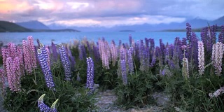 新西兰的羽扇豆花