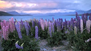 新西兰的羽扇豆花视频素材模板下载