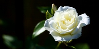 美丽的盛开的白色玫瑰