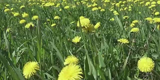 夏天阳光灿烂的日子里，风在田野里吹着黄色的蒲公英。摄像机穿过田野