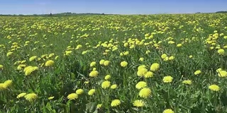 夏天阳光灿烂的日子里，风在田野里吹着黄色的蒲公英。摄像机穿过田野