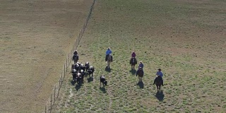 向后无人机拍摄马背上的牛群