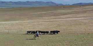 在牧场牧牛的牛仔-鸟瞰图