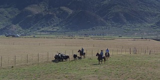 三名牛仔牧牛穿过田野-无人机射击