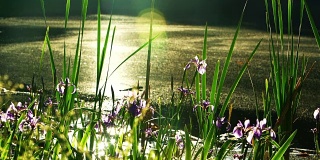 蝴蝶花盛开在美国宾夕法尼亚州波科诺斯的小池塘里。焦点从前景的草转移到背景的鸢尾花。